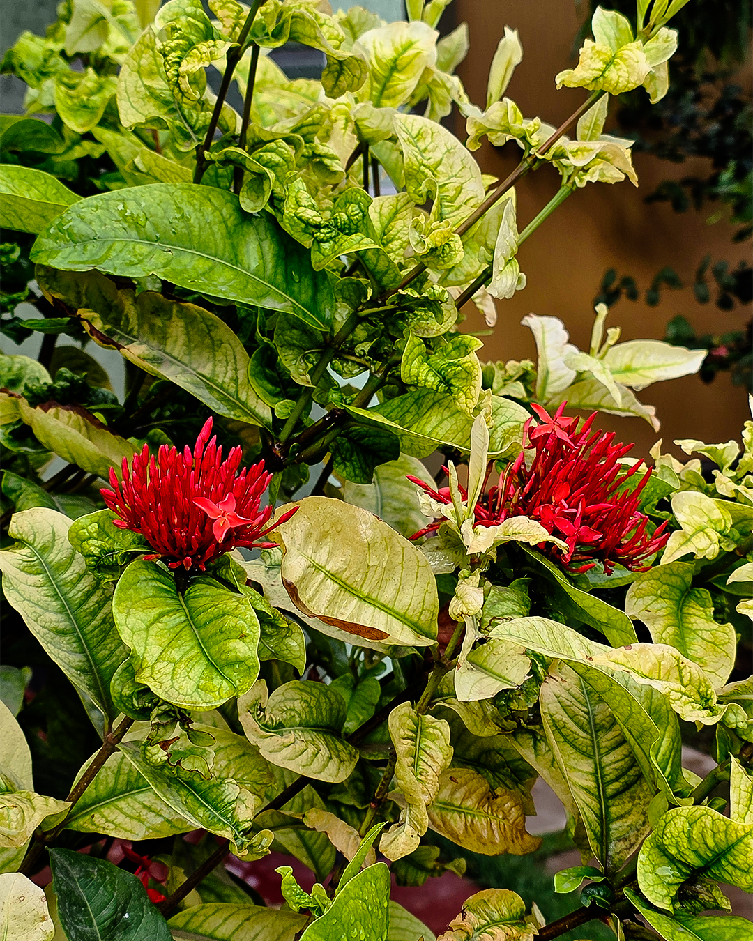 Kigongoni Gazella Hotel